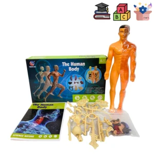 Set completo cuerpo humano