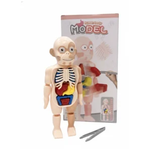 Cuerpo Humano Desmontable con Pinza