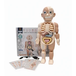 Molde del Cuerpo Humano Sonido