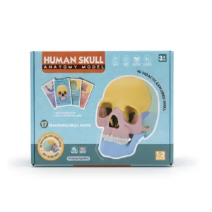 Cráneo Humano Anatómico Desmontable