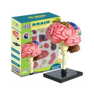 Modelo Anatómico Cerebro 4D para Niños