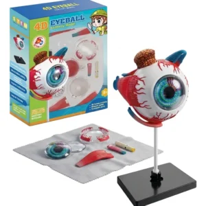 Modelo Anatómico Ojo 4D para Niños
